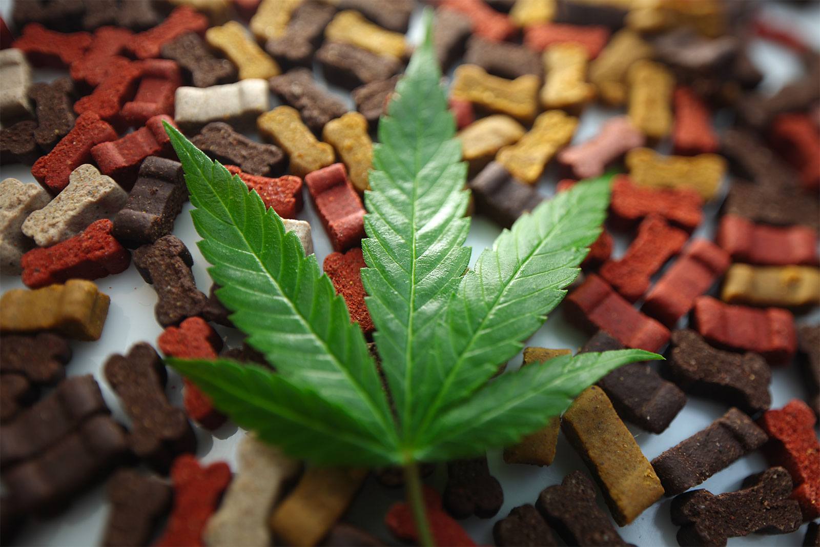 Peut-on donner du CBD à son chien ?